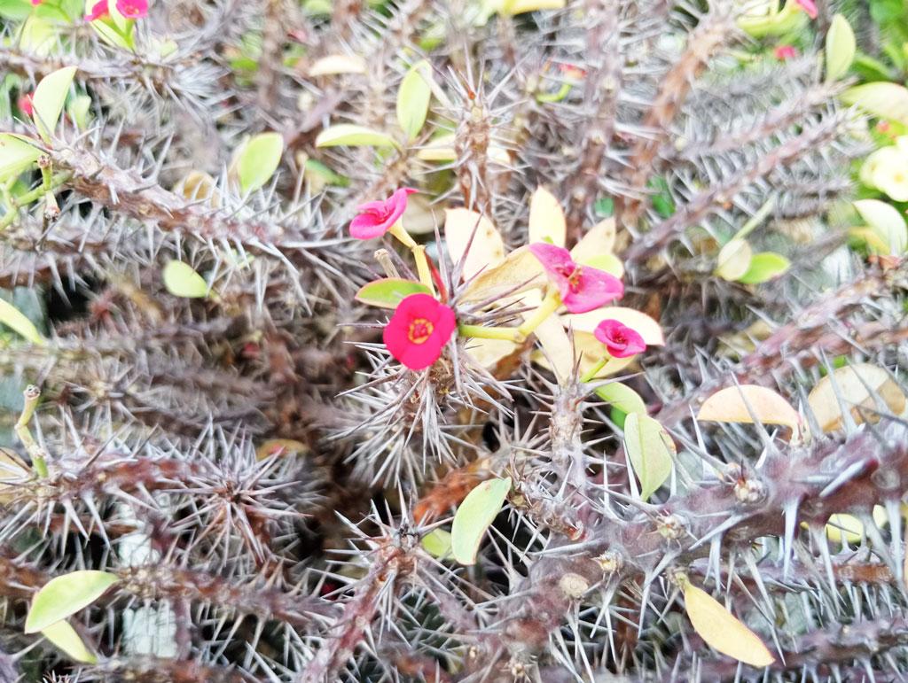 Facebook Post Sharing with Meta Image